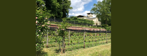 Obst- und Weinanbau / Villa Jacobs